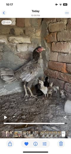 Aseel hen with chicks for sale in quality har murgi ki alg price