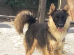 bagiyadi security female for sale