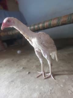 aseel 4 month chozy available