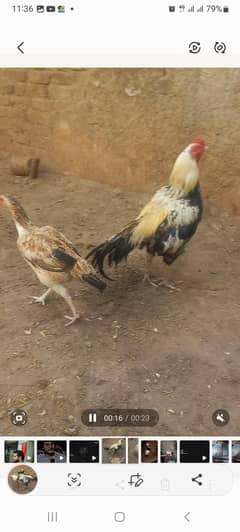 jawa aseel for sale