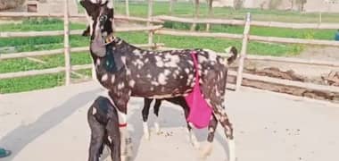 Desi Bakri 2 Bacchon Ke Sath For Sale WhatsApp 0311,7478,299