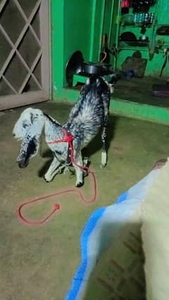 baby female goat for sale