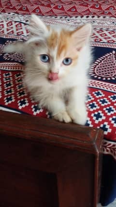 Persian kitten