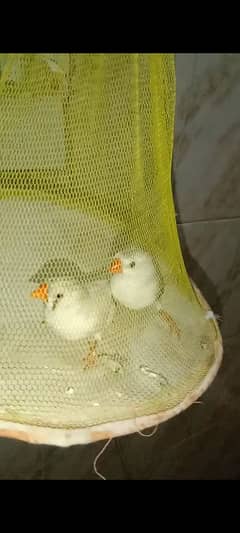 Finch