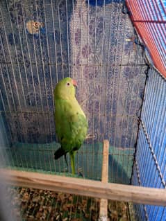 Ringneck female for sale