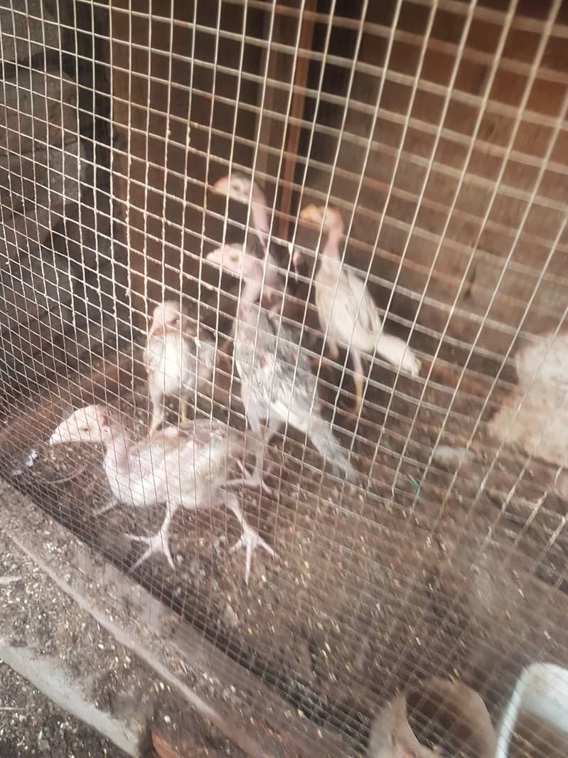 Aseele murghay Murghian out class Aseele chicks 17