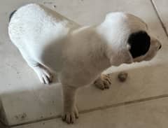 Dogs