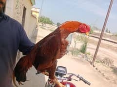 Aseel Mianwali pure