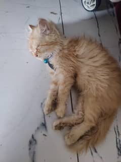 persian