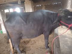 bufalo jhotia pehlan