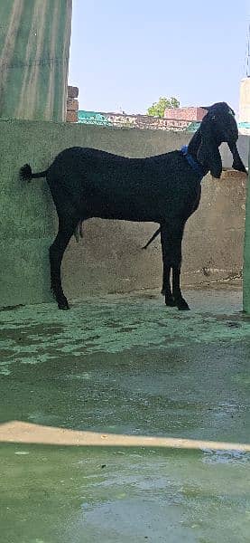 gulabi teda breedar or jet black sahiwali betal bakri 1