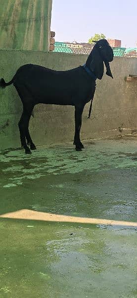 gulabi teda breedar or jet black sahiwali betal bakri 2