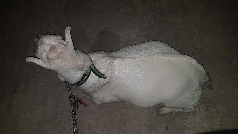 gulabi teda breedar or jet black sahiwali betal bakri 3