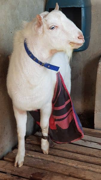 gulabi teda breedar or jet black sahiwali betal bakri 4