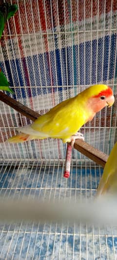 love birds