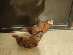 pair available