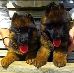top quality German shepherd  proper long coat puppies