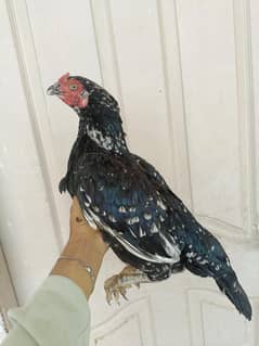 aseel/hen aseel/murgi aseel/chicks aseel/murga thai/aseel desi/hen