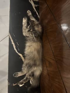 3 cats for sale