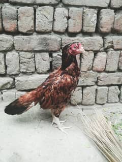 amroha bloodline