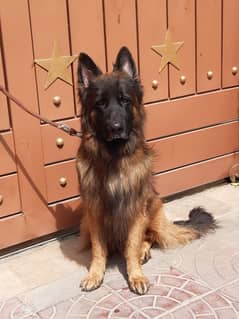 German Shepherd For sale