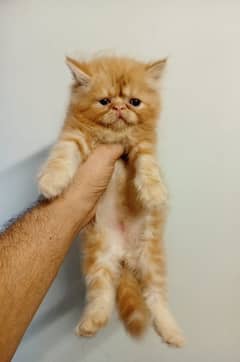 cfa piki female /improted cat/triple coat/peki kitten /top quality