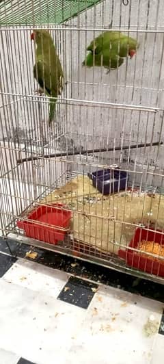 I want to sell my pair of parrots
