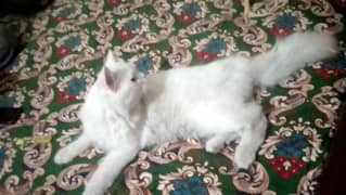Persian cat