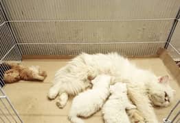 cfa piki female /improted cat/triple coat/peki kitten /top quality