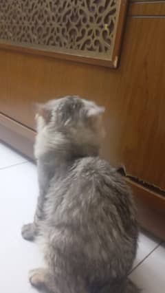 pure Persian male female