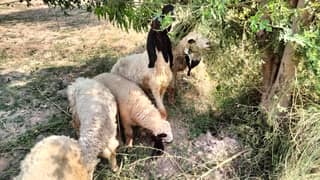 5 female sheep for sale at affordable price