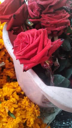 2 hen mesri 1 aseel patha