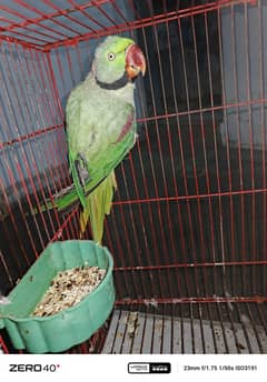 for sale good health bolta bi  ha
