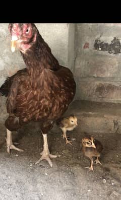 Hen & chicks