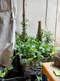 Money plant [ mother plant ]