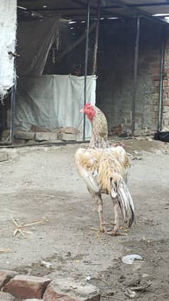 Female B Hai pair 9500 ma Mil Jay Gha Mianwali Female Ha