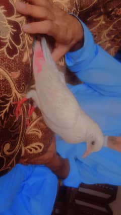 nasli pigeon baby age only 3 month