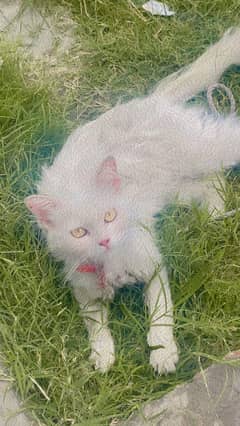 Persian cat for sale