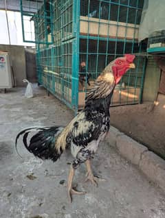 Aseel shamo plus burmi