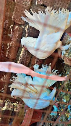 White Lakkay Breeder Pairs