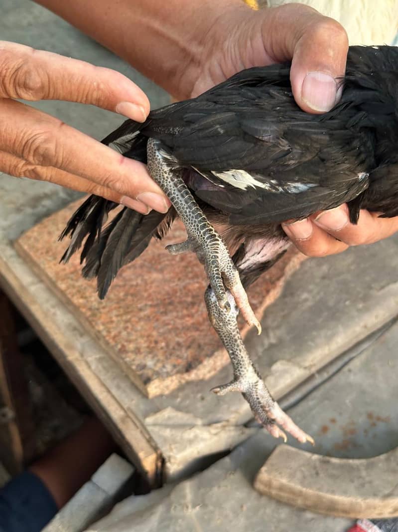 Thai aseel black murgian and murgay. 4