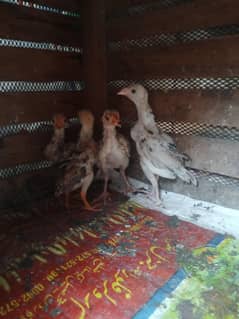 10 chicks