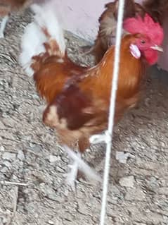 Desi Murgha Breeder Ghar ka pala hua for sale