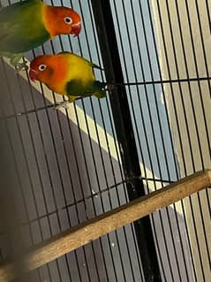 Breeding pair