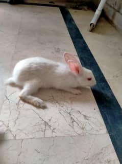 Rabbits for sale