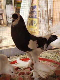 pouter male