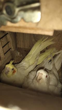cockateil
