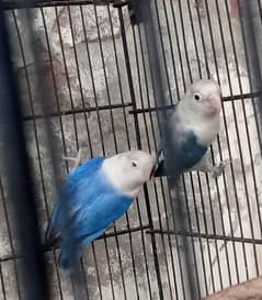 love birds breader pairs whole setup