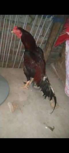 band gadie morga or meya wale morga