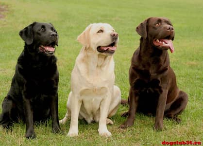Image result for Labrador needs physical and mental stimulation